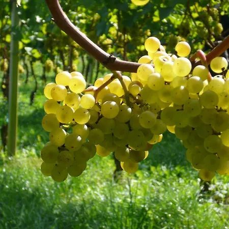 Hirschmugl Domaene Seggau Gmbh Lägenhet *