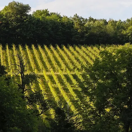 Hirschmugl Domaene Seggau Gmbh Leibnitz