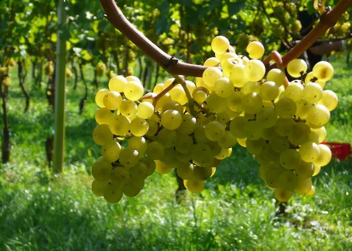 Hirschmugl Domaene Seggau Gmbh Apartment *